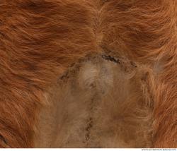 Photo Textures of Animal Skin